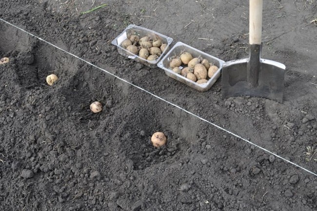 посадка картофеля под лопату