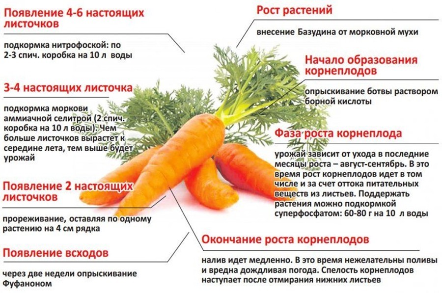 советы по уходу за морковью