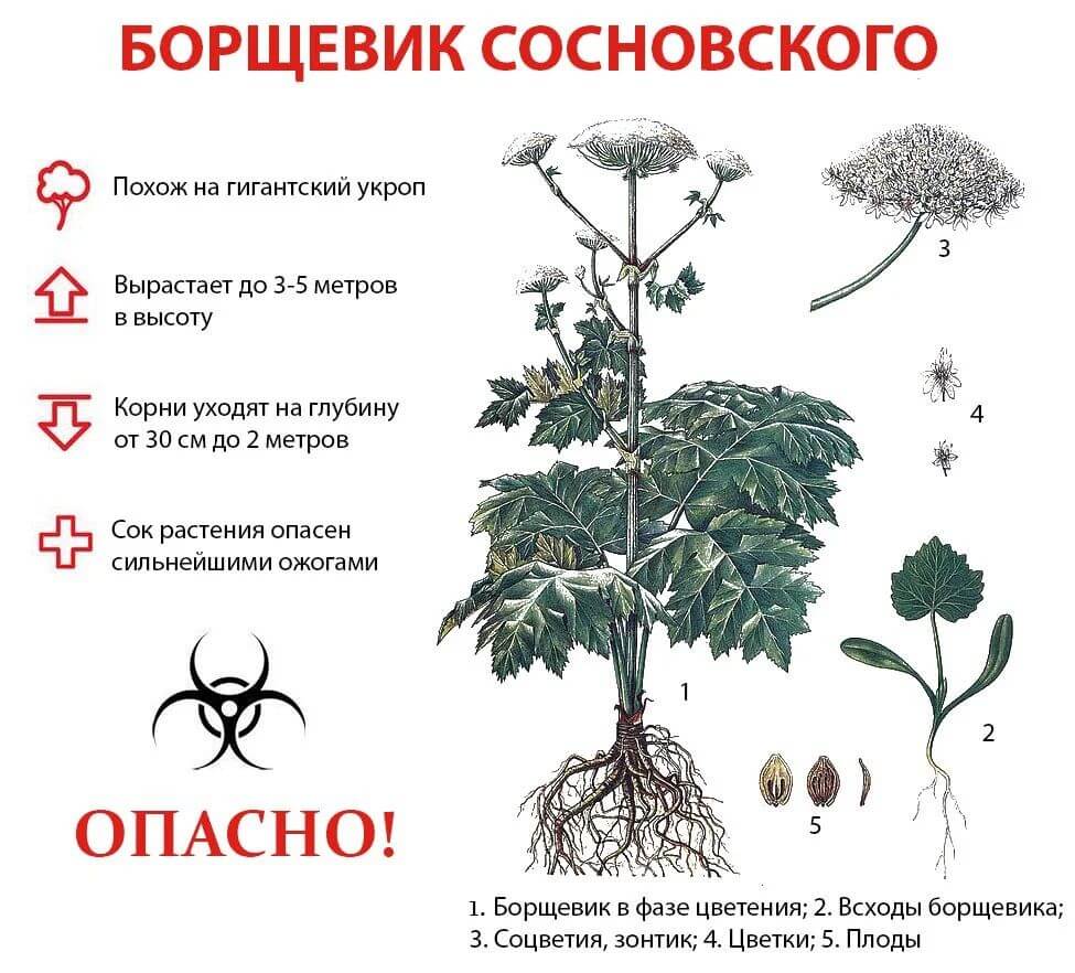 Ядовитые Растения Камчатки