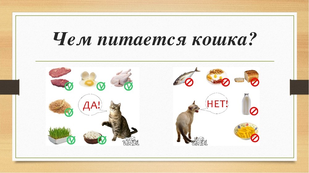 Картинки что ест кошка для детей