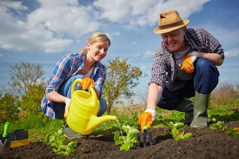 Работы на огороде и в саду в ноябре: полезные советы и рекомендации