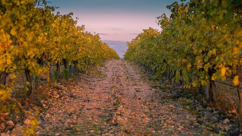 Чем обработать виноград от болезней и вредителей осенью