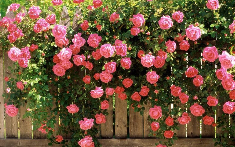 Розы в вашем саду: Искусство правильного ухода и рекомендации для успешного выращивания