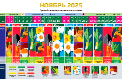 Ноябрь 2025 – календарь садовода, огородника и цветовода